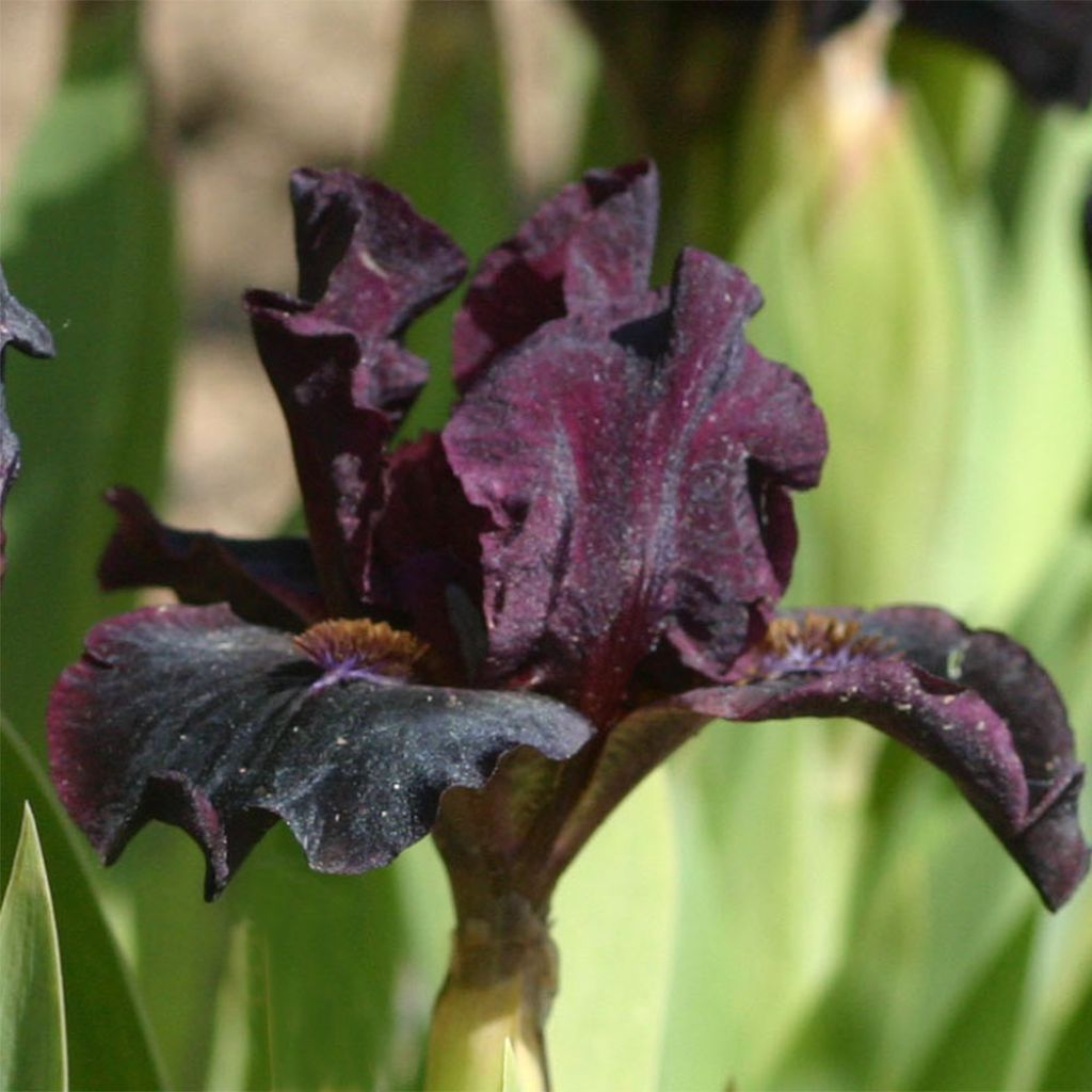 Iris germanica Devil Baby - Iris des Jardins Lilliput