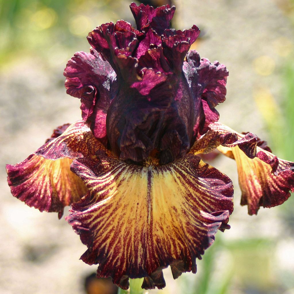 Iris germanica Drama Queen - Iris des Jardins