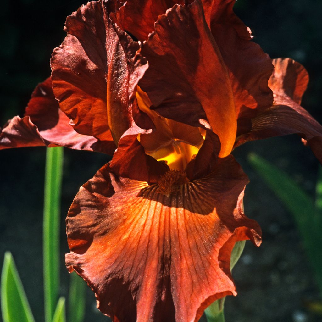 Iris germanica Dutch Chocolate - Iris des Jardins 