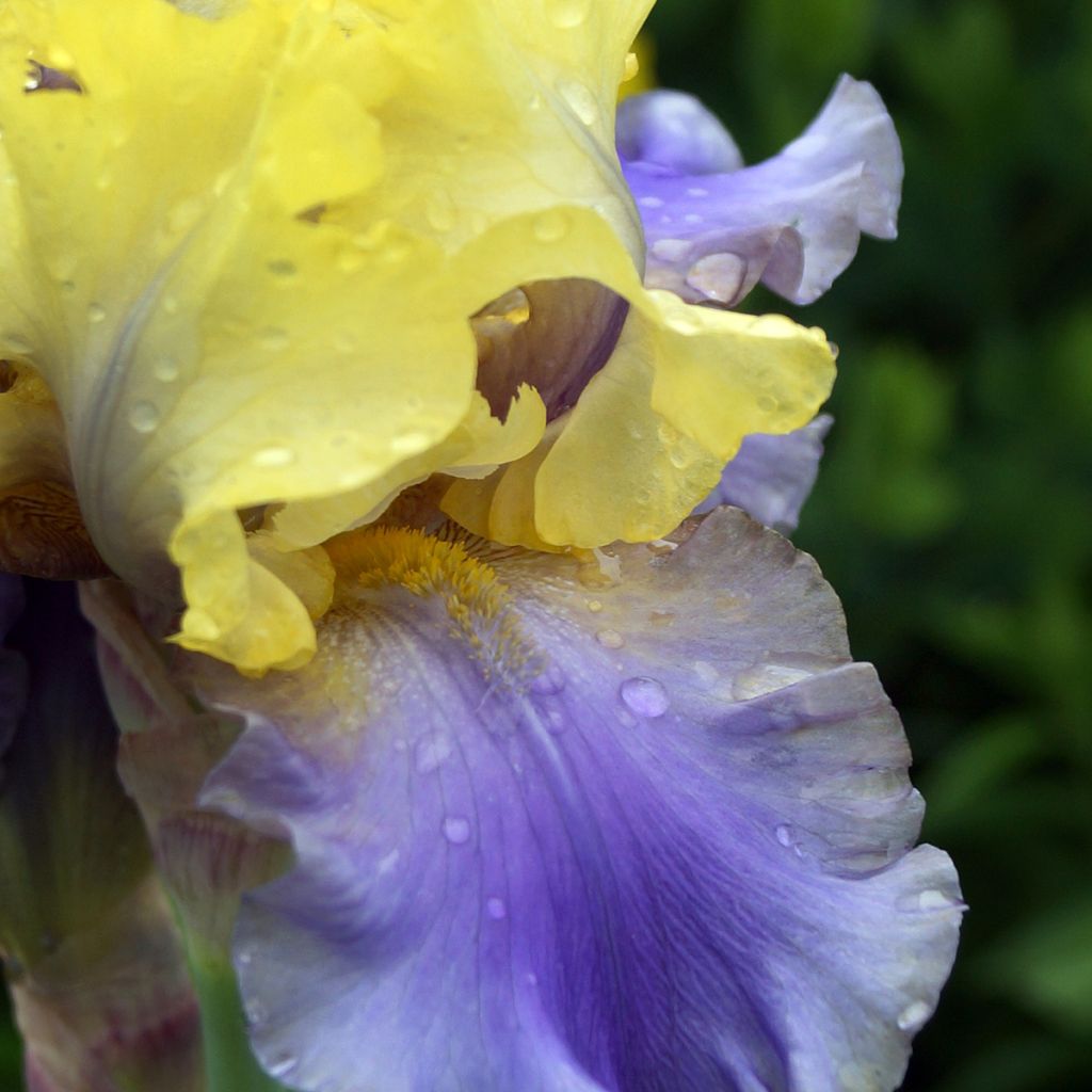 Iris germanica Edith Wolford - Iris des jardins