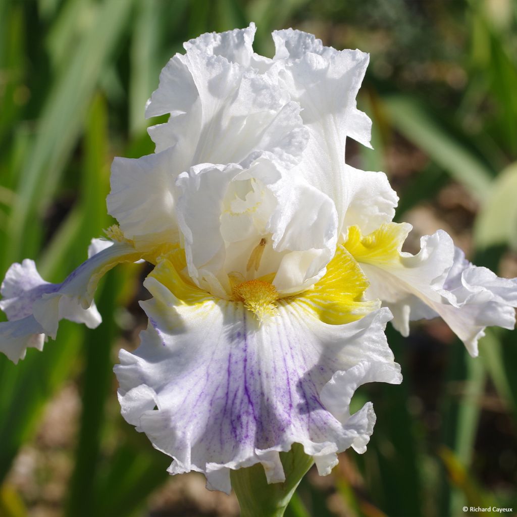 Iris germanica En Ebullition - Iris de Bordure