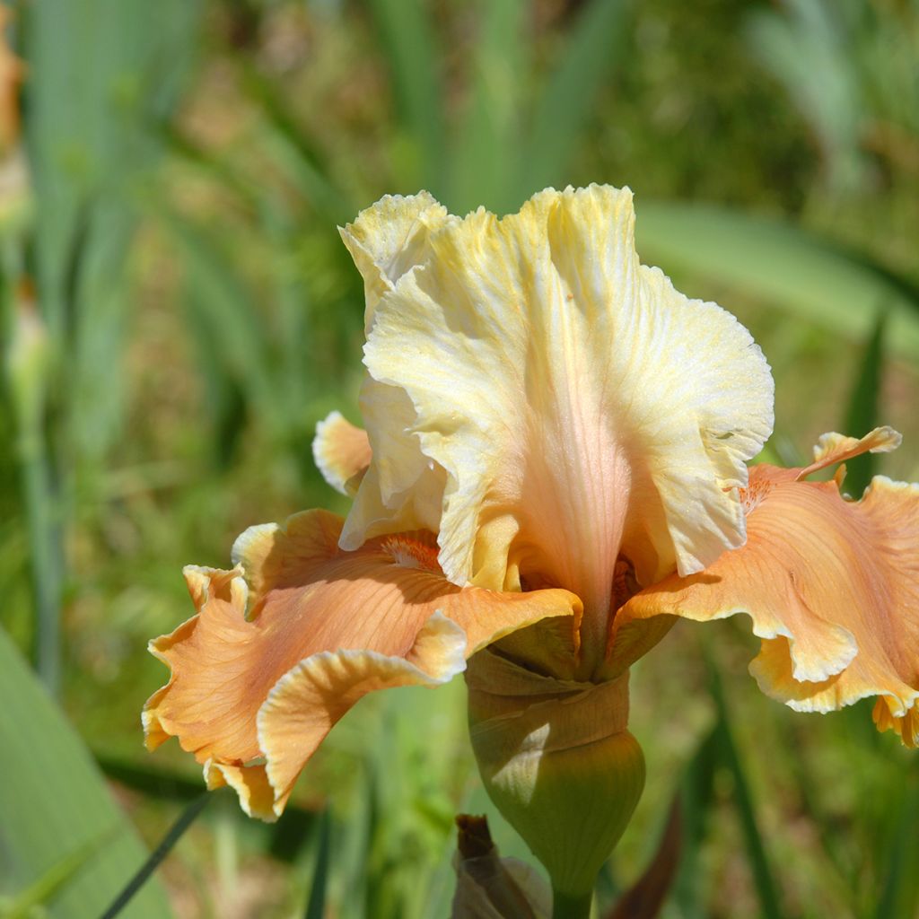 Iris germanica English Charm - Iris des jardins remontant