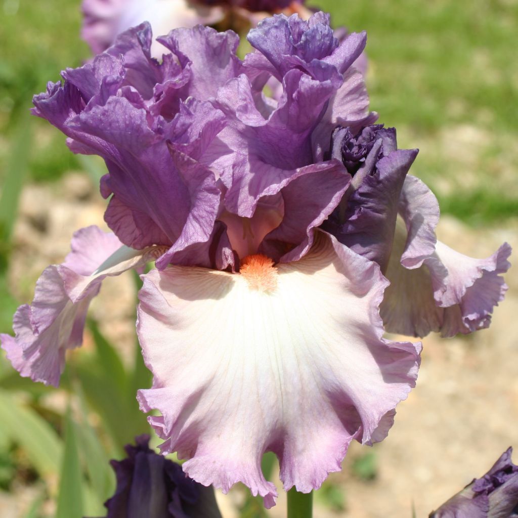 Iris germanica Fashion Statement - Iris des Jardins