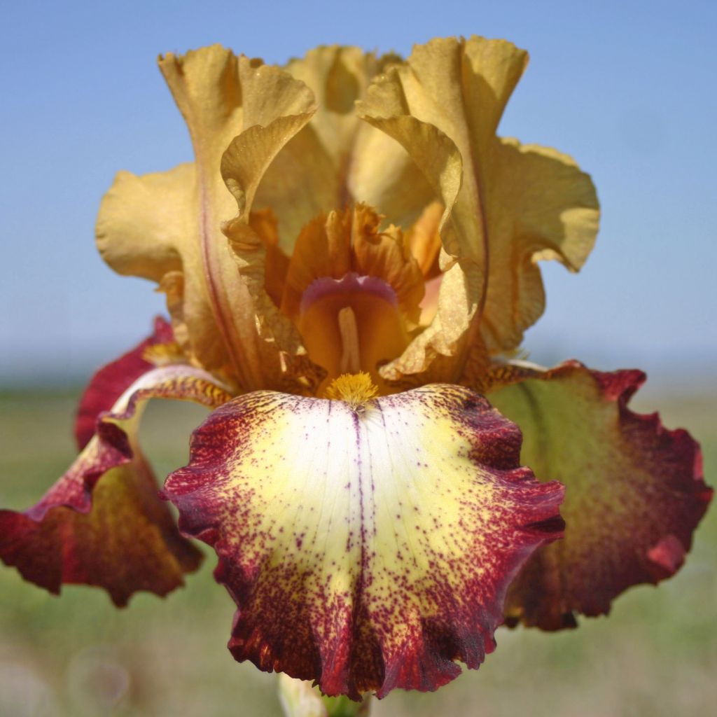 Iris germanica Flamenco - Iris des Jardins