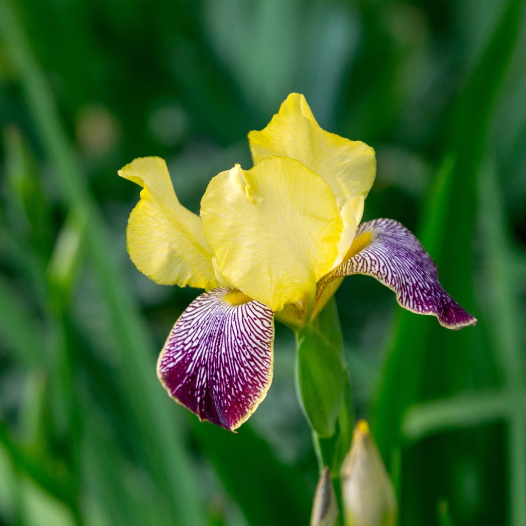 Iris germanica Flaming Dragon - Grand iris des jardins