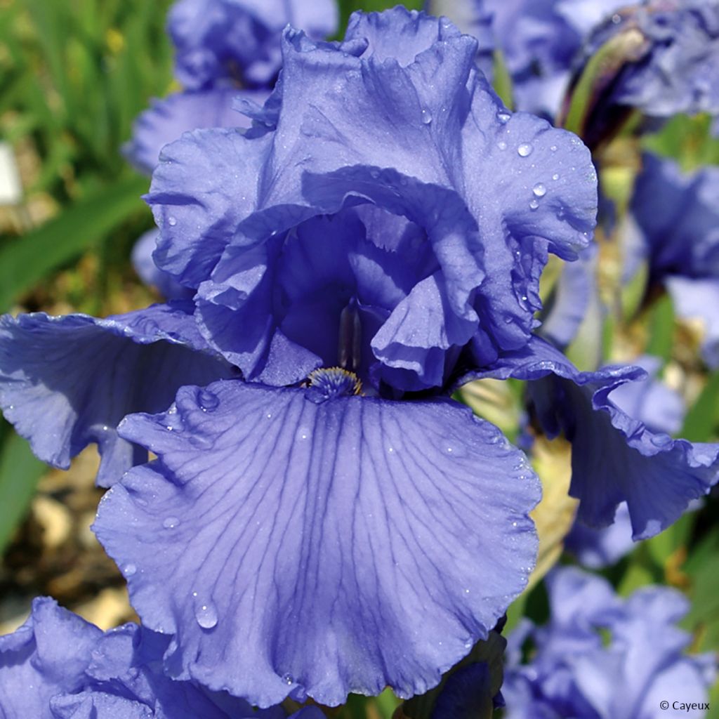 Iris germanica Friendly Seas - Iris des Jardins