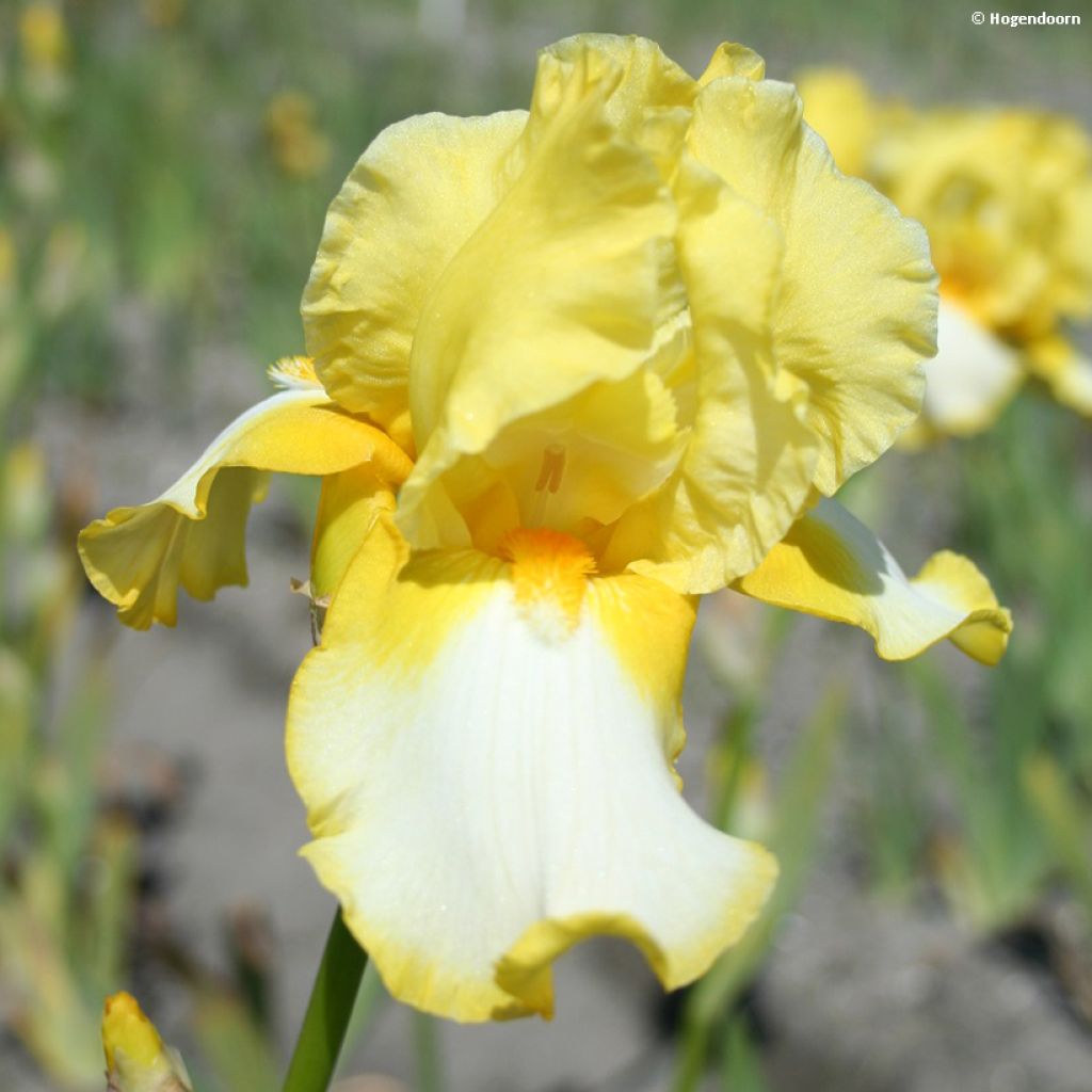 Iris germanica Fringe of Gold - Iris des Jardins