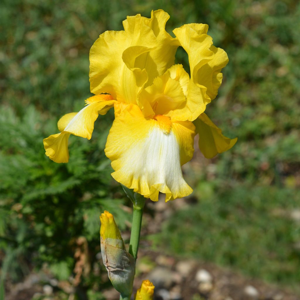 Iris germanica Fringe of Gold - Iris des Jardins