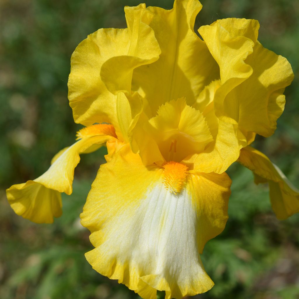 Iris germanica Fringe of Gold - Iris des Jardins