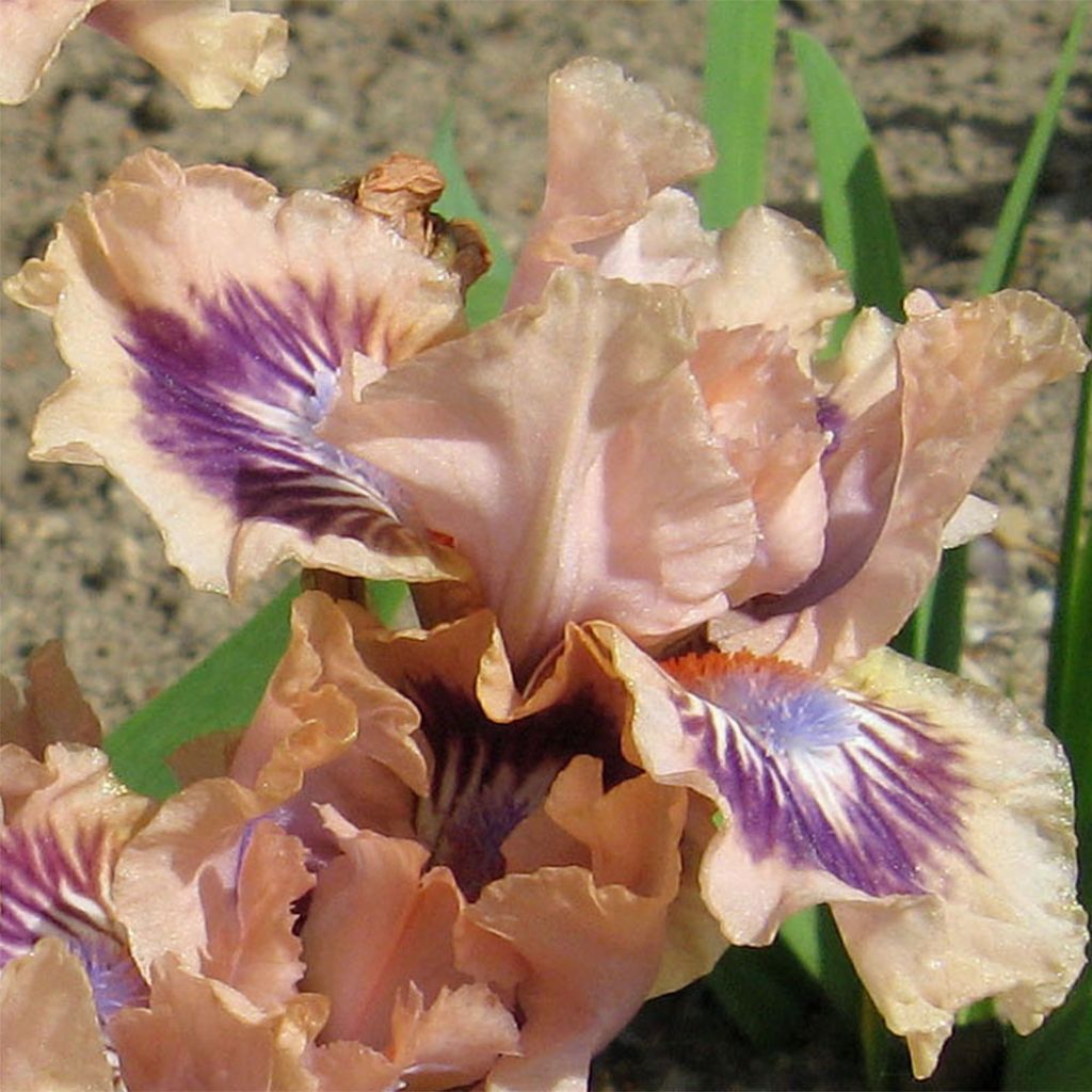 Iris germanica Frisk Me - Iris des Jardins Lilliput