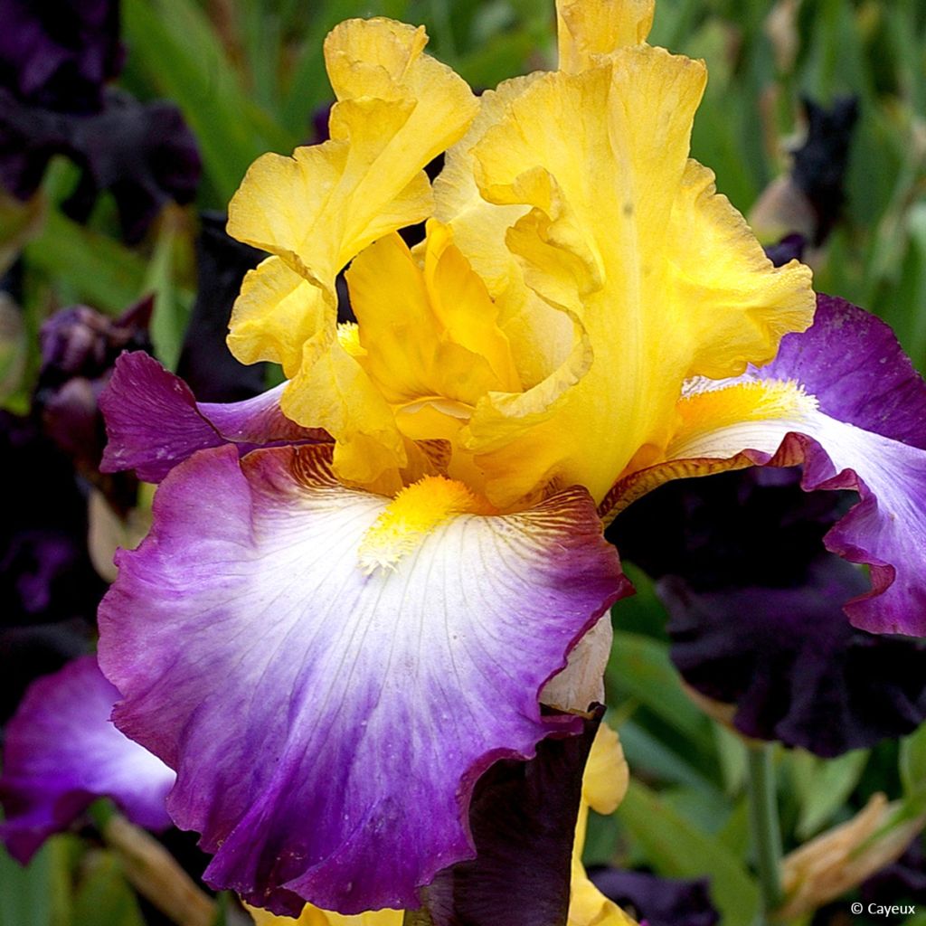 Iris germanica Gérard Brière - Iris des Jardins