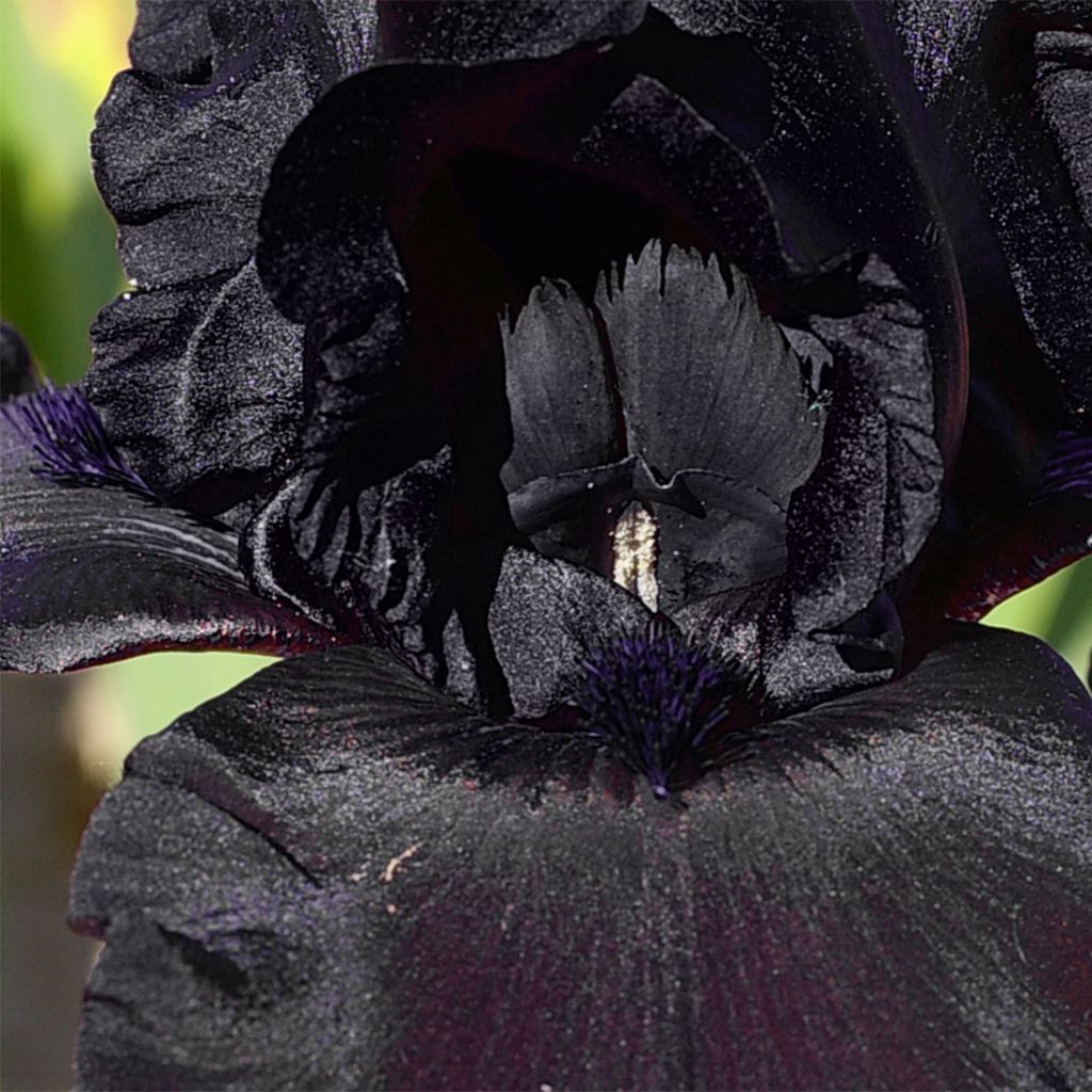 Iris germanica Ghost Train - Iris des Jardins