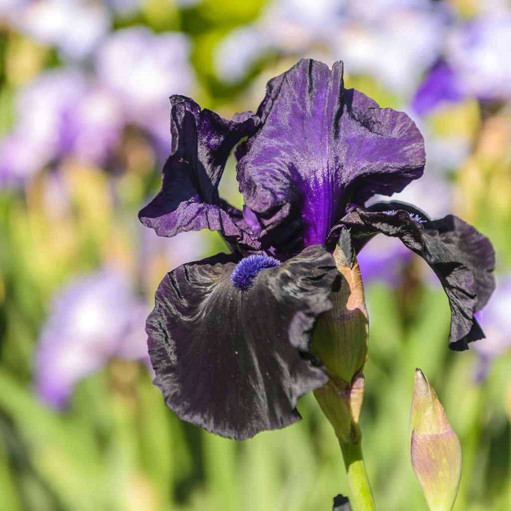 Iris germanica Ghost Train - Iris des Jardins
