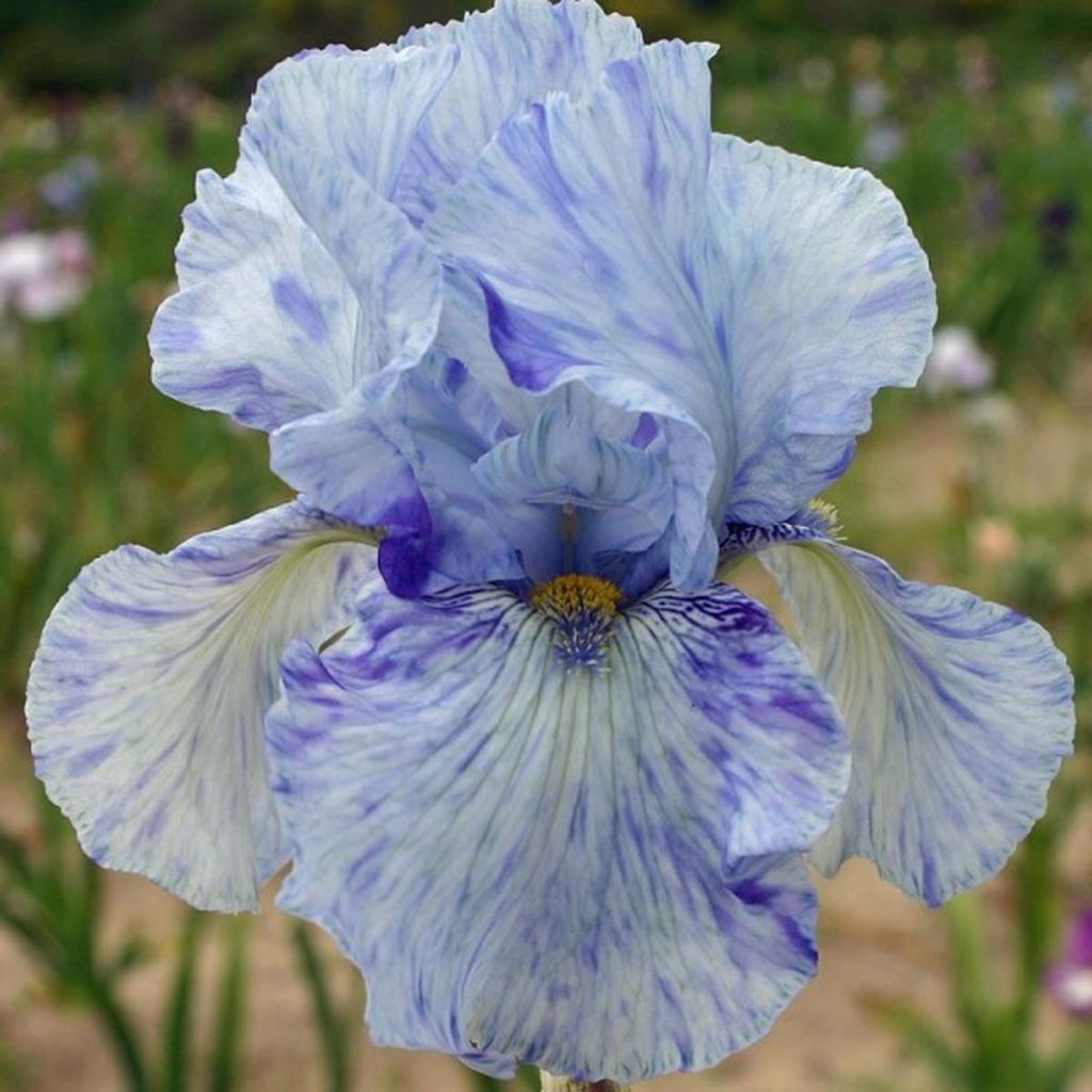 Iris germanica Gnu Blues