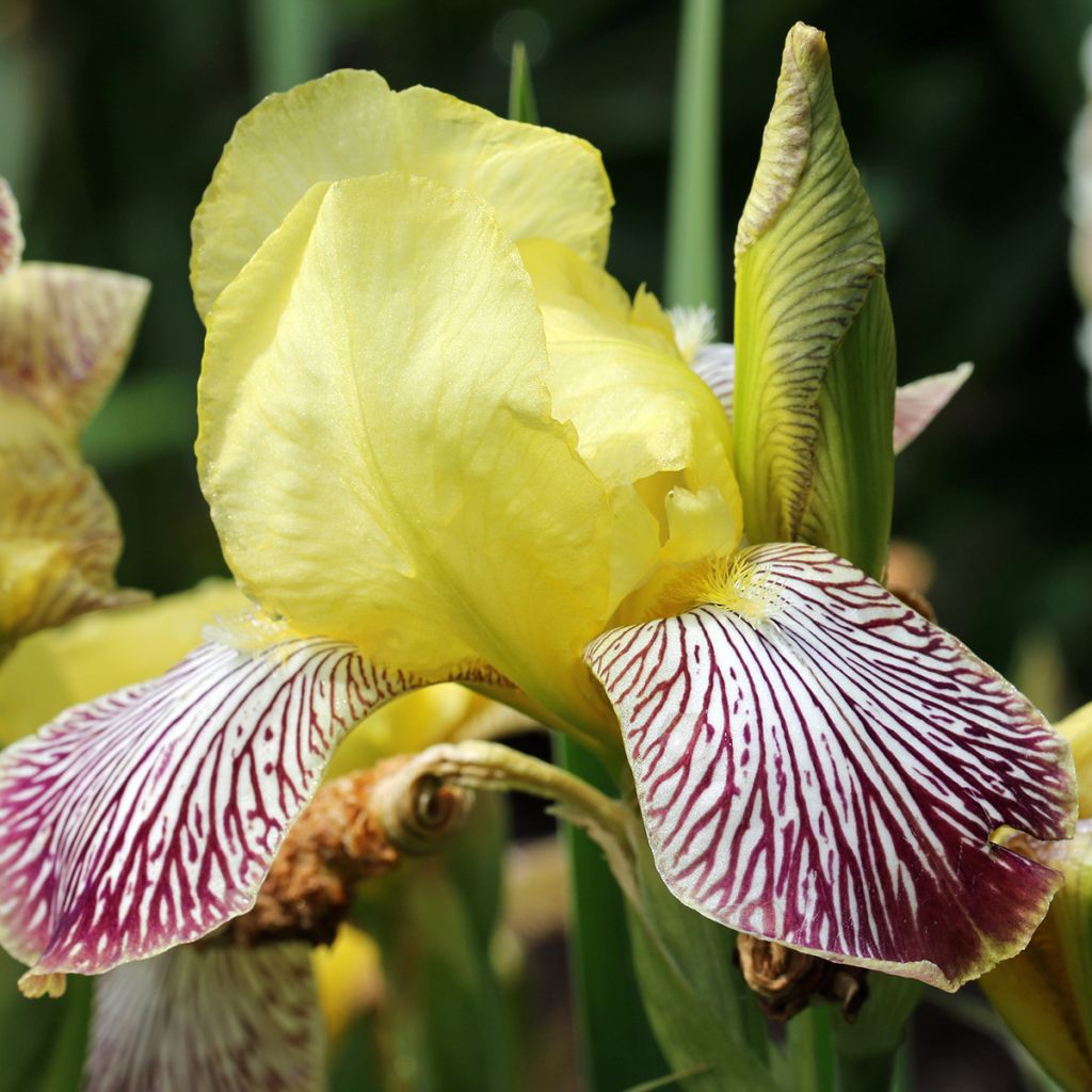 Iris germanica Gracchus - Iris des Jardins remontant