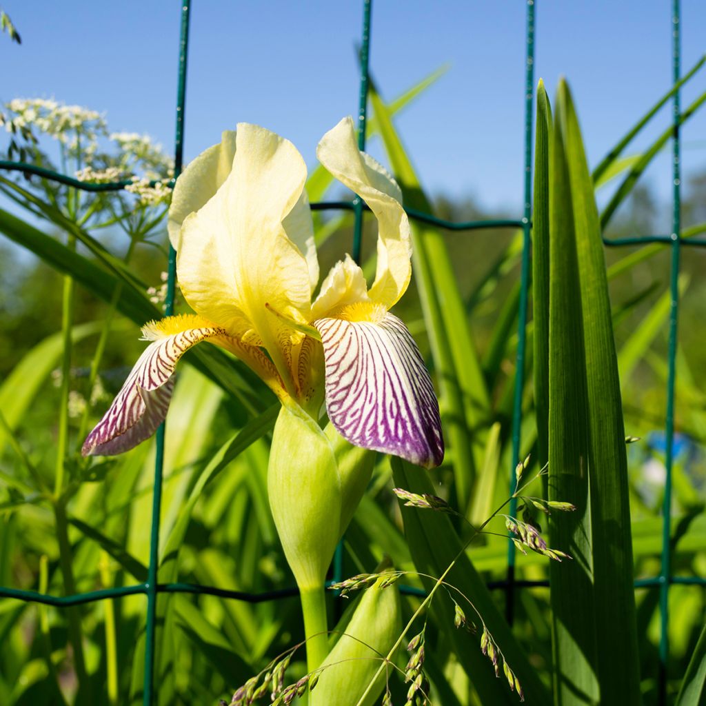 Iris germanica Gracchus - Iris des Jardins remontant