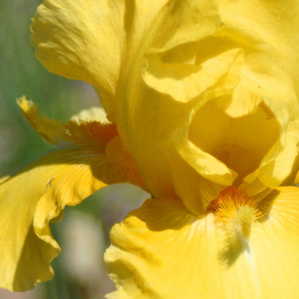 Iris germanica Grand Canari - Iris des Jardins