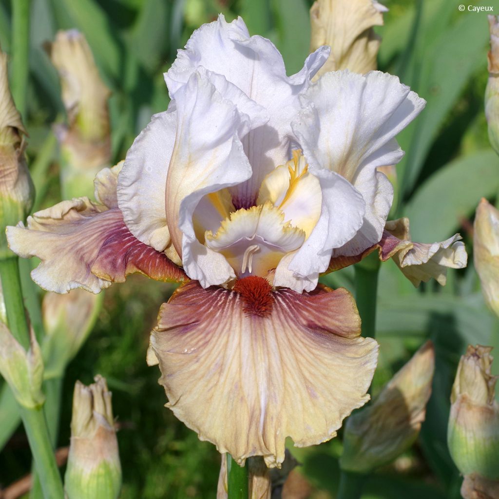 Iris germanica Guatemala - Iris des Jardins