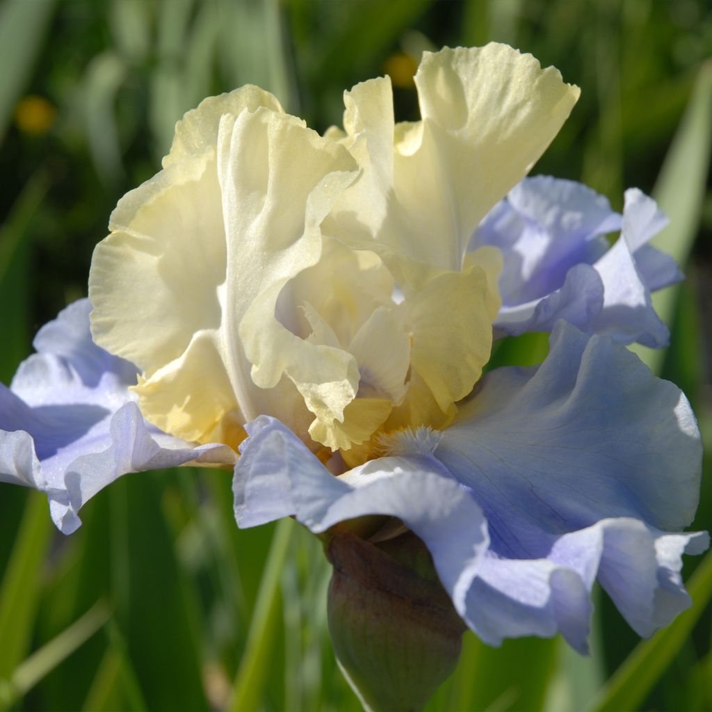 Iris germanica Haut les Voiles - Iris des Jardins