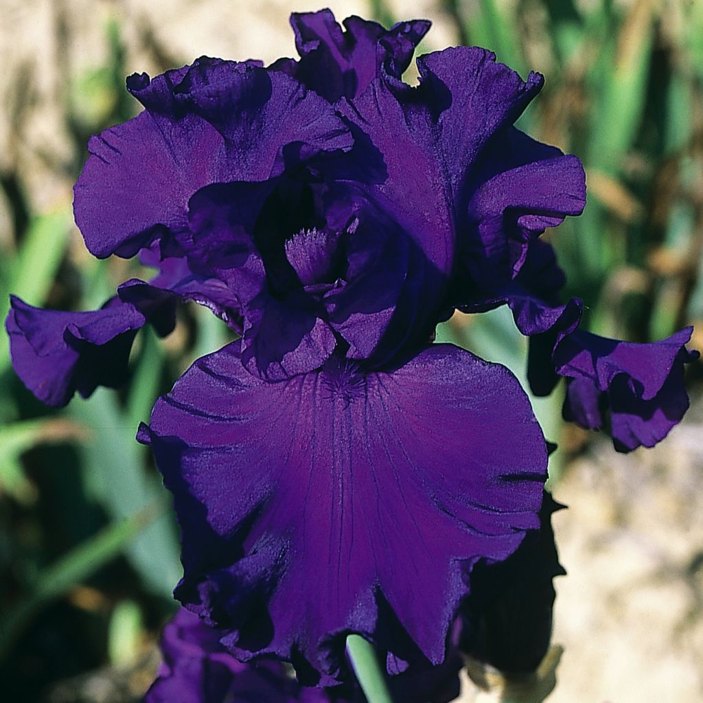 Iris germanica High Stakes - Iris des Jardins violet uni, très florifère