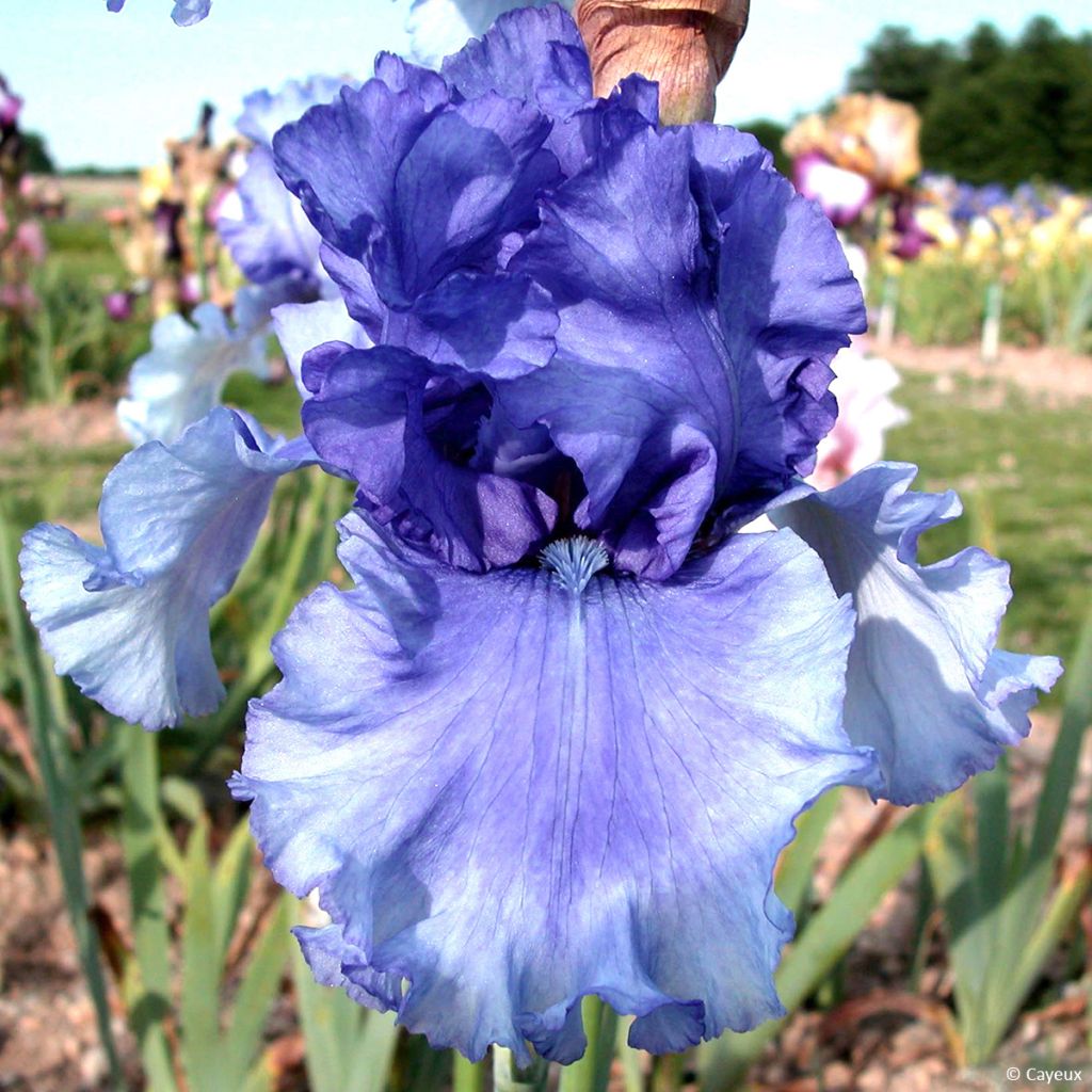 Iris germanica Honky Tonk Blues - Iris des Jardins