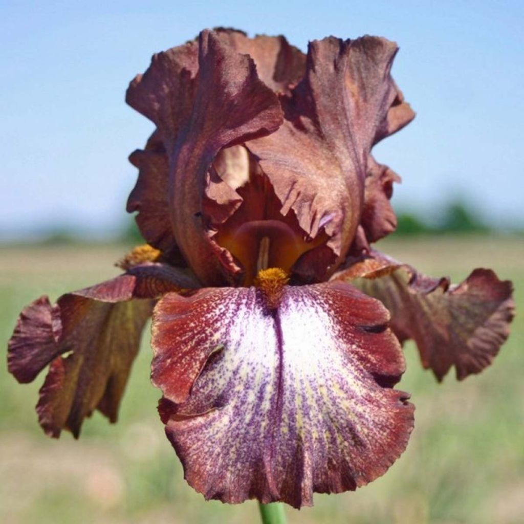 Iris germanica Huckleberry Fudge