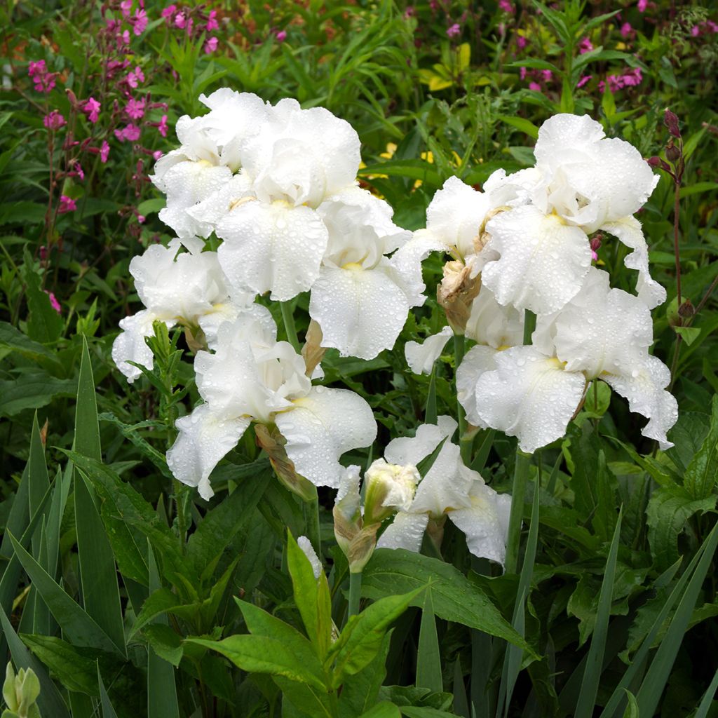 Iris germanica Immortality - Iris des Jardins