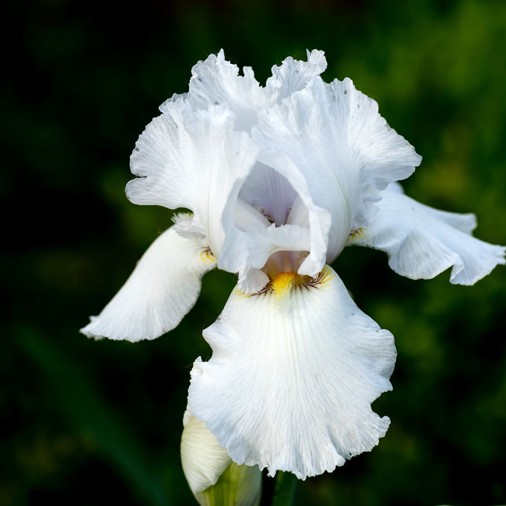 Iris germanica Immortality - Iris des Jardins