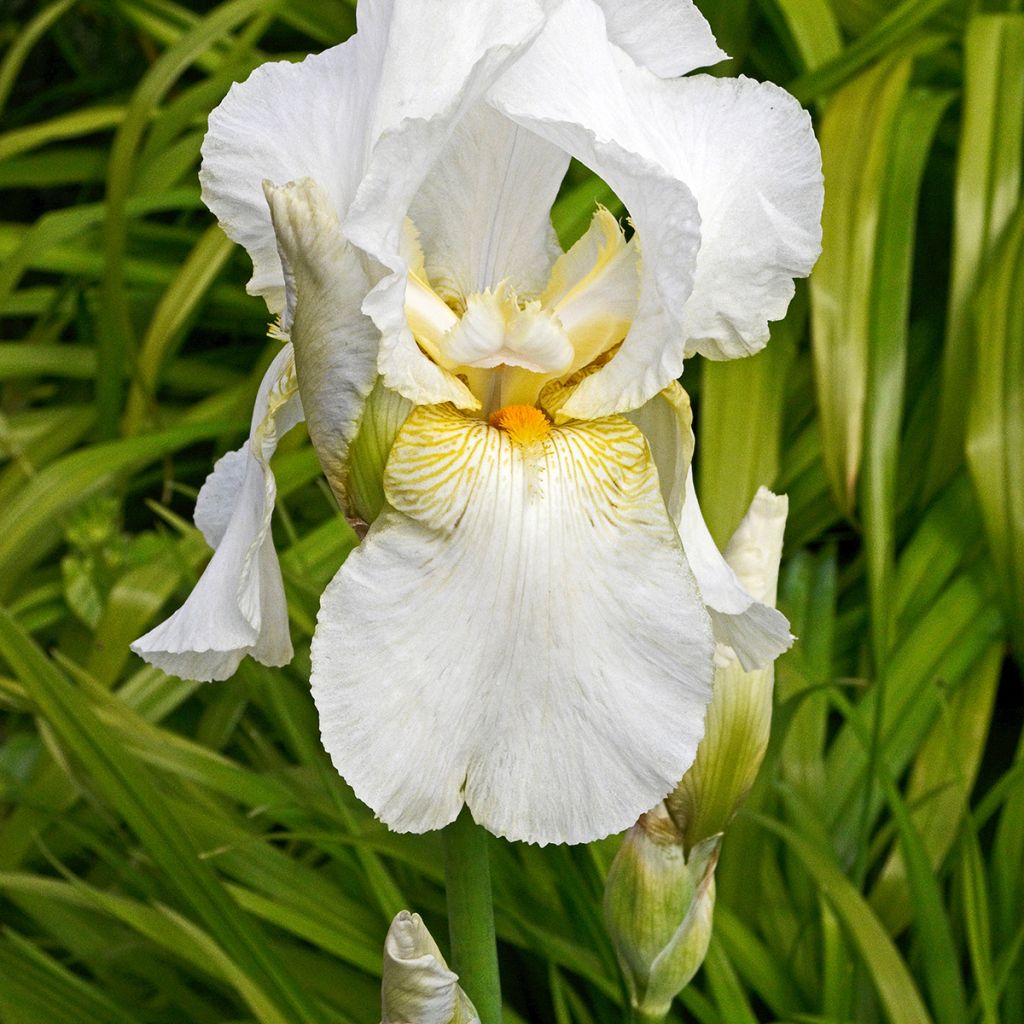 Iris germanica Immortality - Iris des Jardins