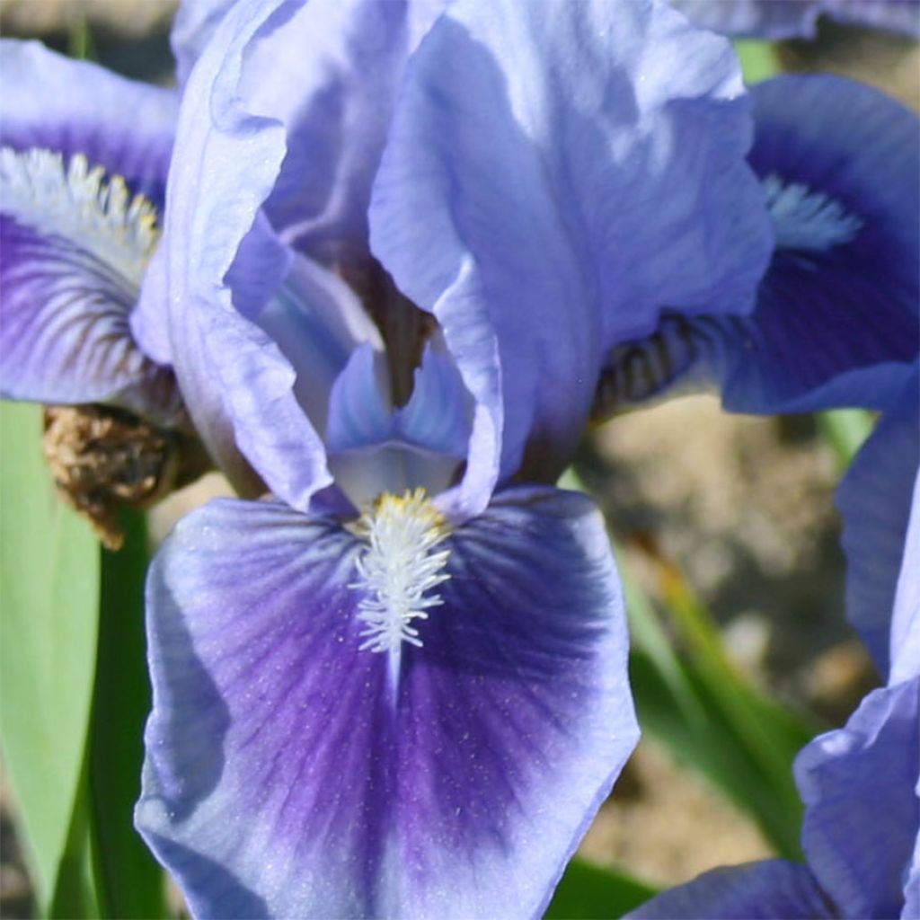 Iris germanica Katy Petts - Iris des Jardins Lilliput