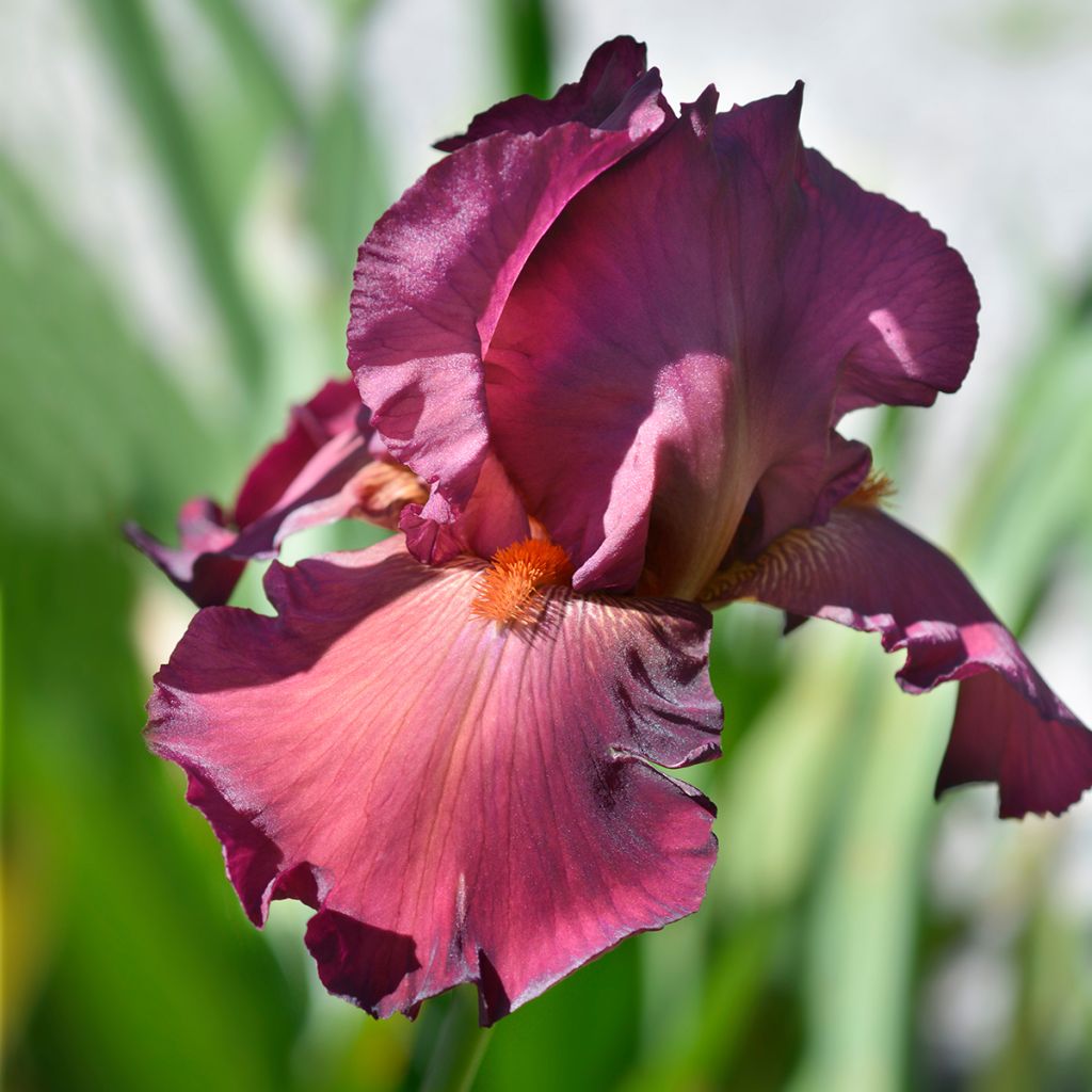 Iris germanica Lady Friend - Ruby Mine