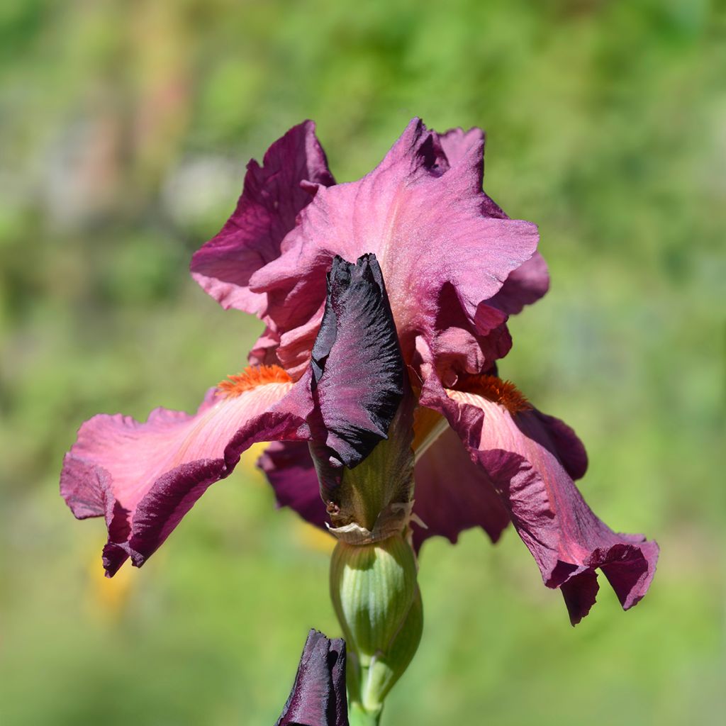 Iris germanica Lady Friend - Ruby Mine