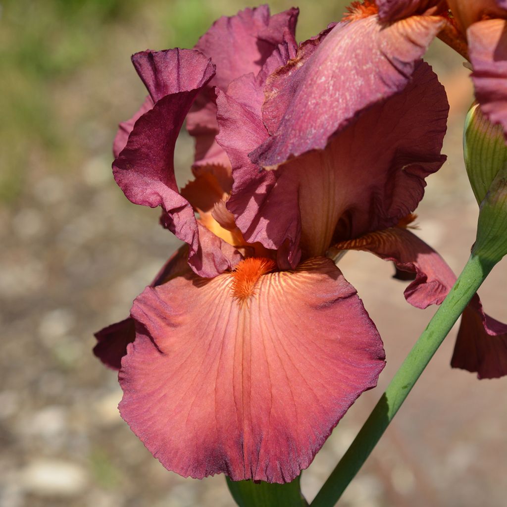 Iris germanica Lady Friend - Ruby Mine