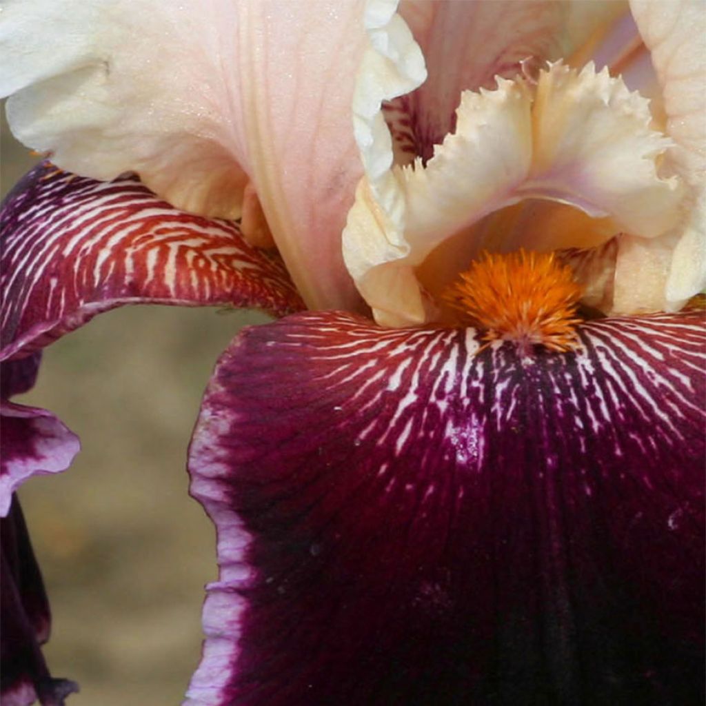 Iris germanica Latin Lady - Iris des Jardins