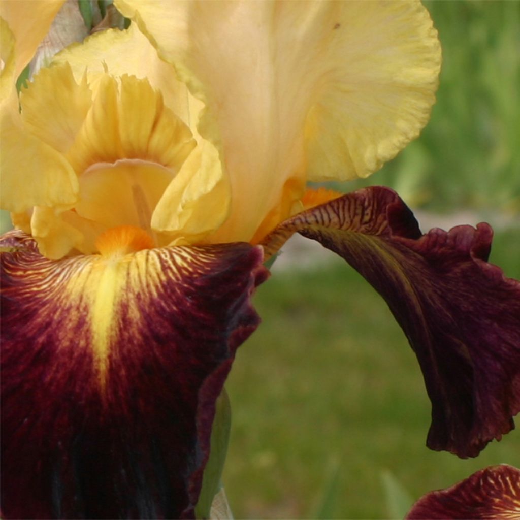 Iris germanica Let's Boogie - Iris des Jardins