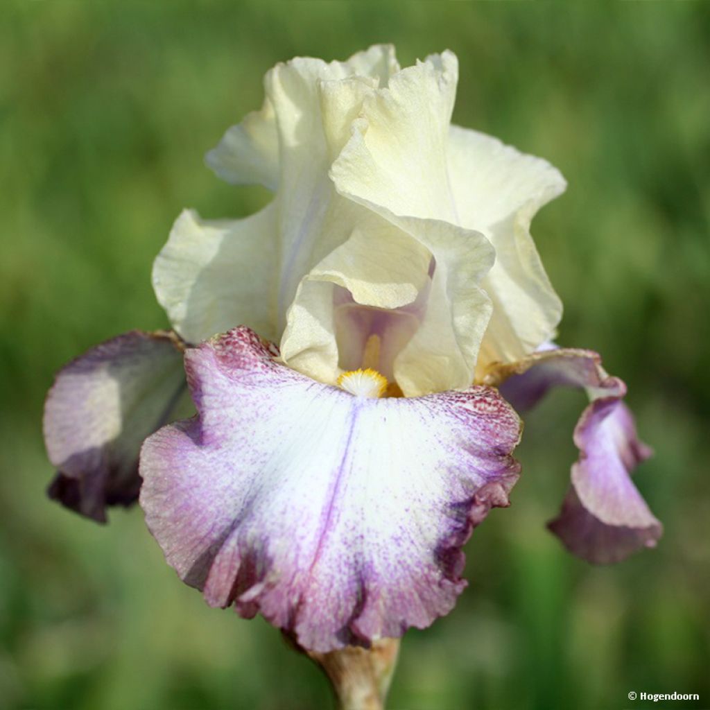 Iris germanica Lucky Locket - Iris de bordure
