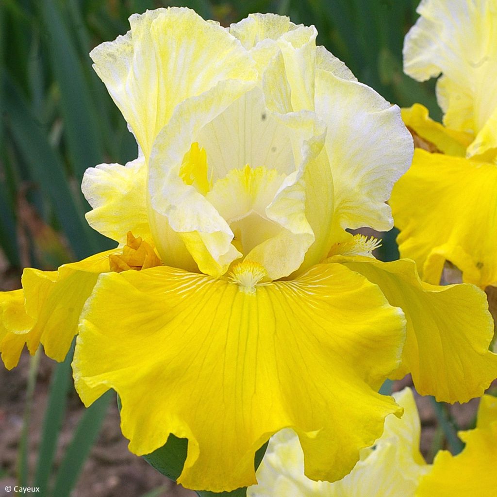 Iris germanica Lune et Soleil - Iris des Jardins