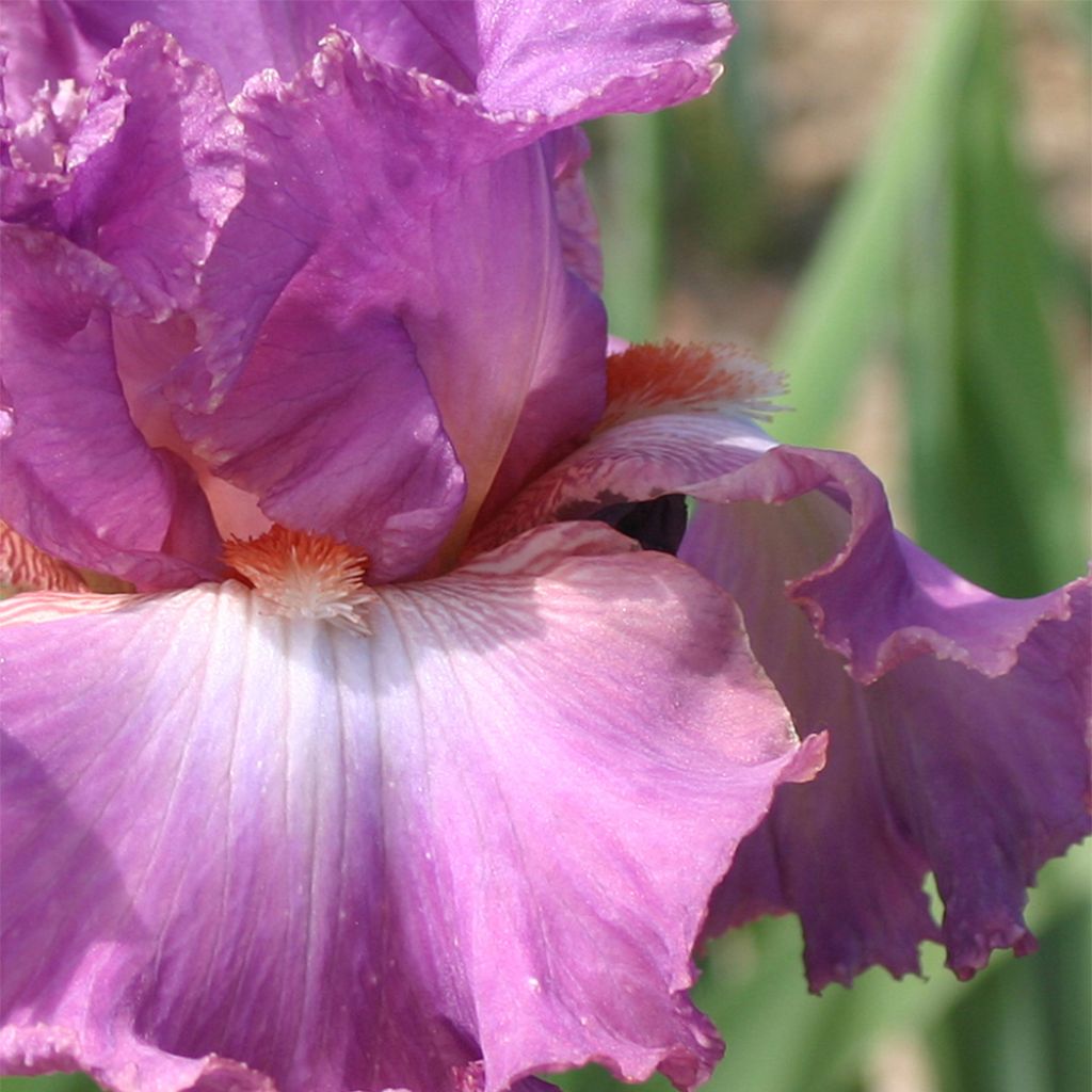 Iris germanica Mallow dramatic - Iris des Jardins