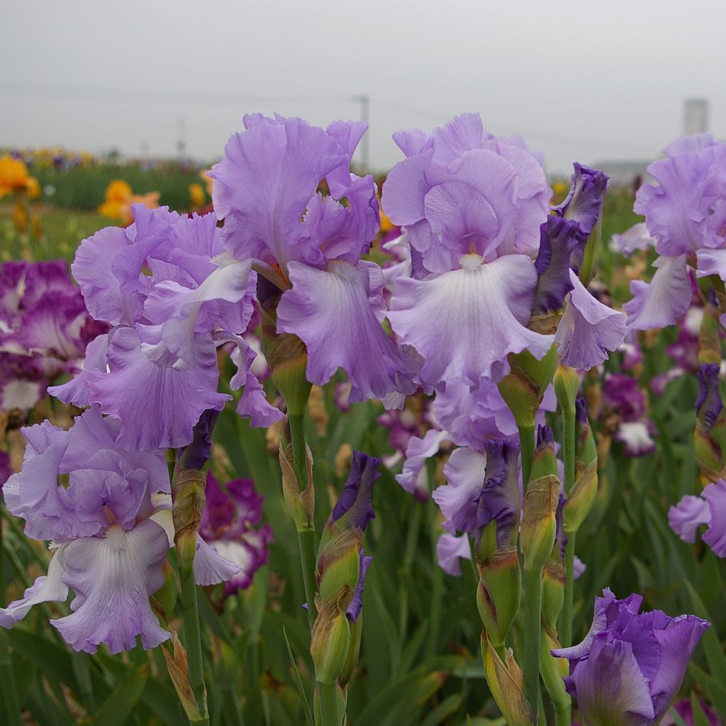 Iris germanica Mary Frances - Iris des Jardins