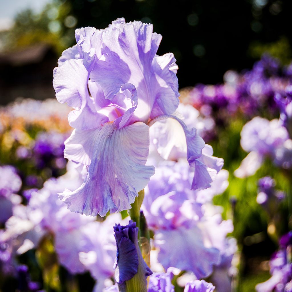 Iris germanica Mary Frances - Iris des Jardins