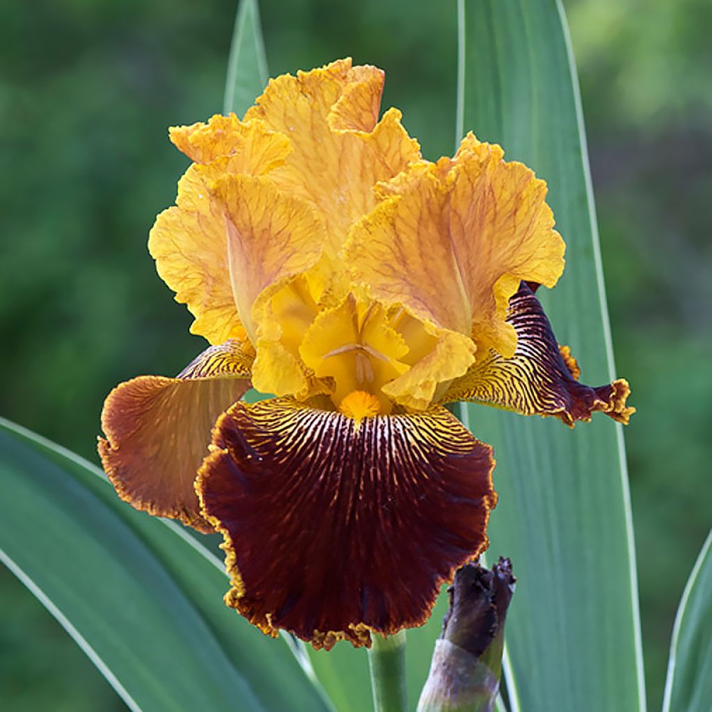 Iris germanica Michigan Pride - Iris des Jardins 