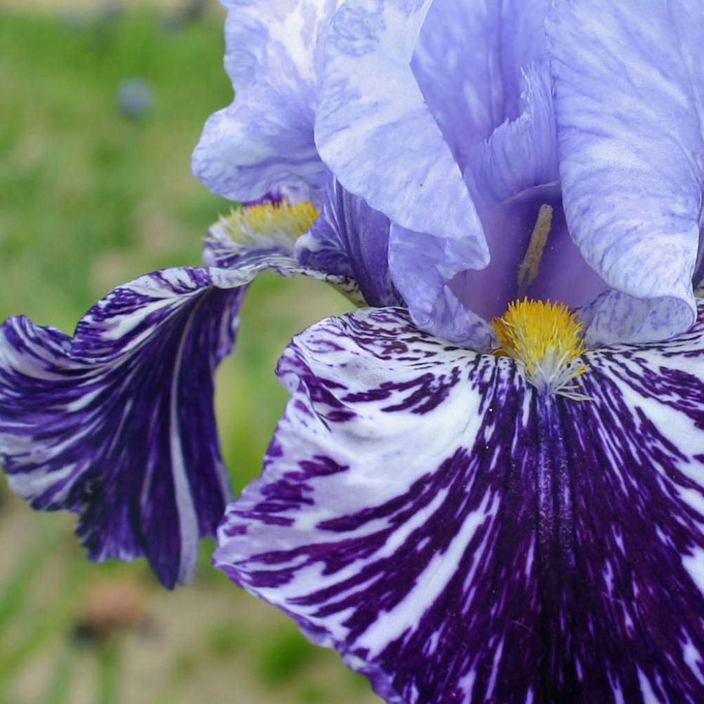 Iris germanica Millenium Falcon - Iris des Jardins.