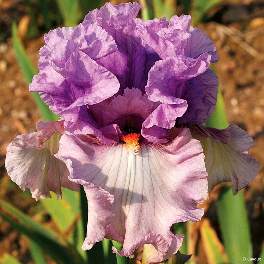 Iris germanica Modern Woman - Iris des Jardins
