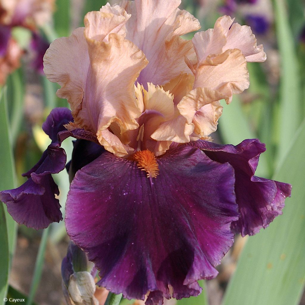 Iris germanica Naples - Iris des Jardins