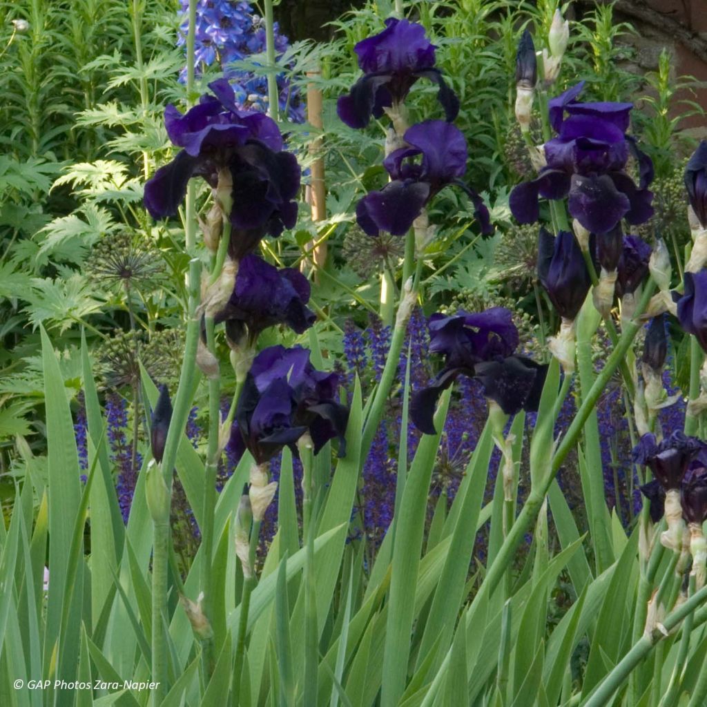 Iris germanica Old Black Magic