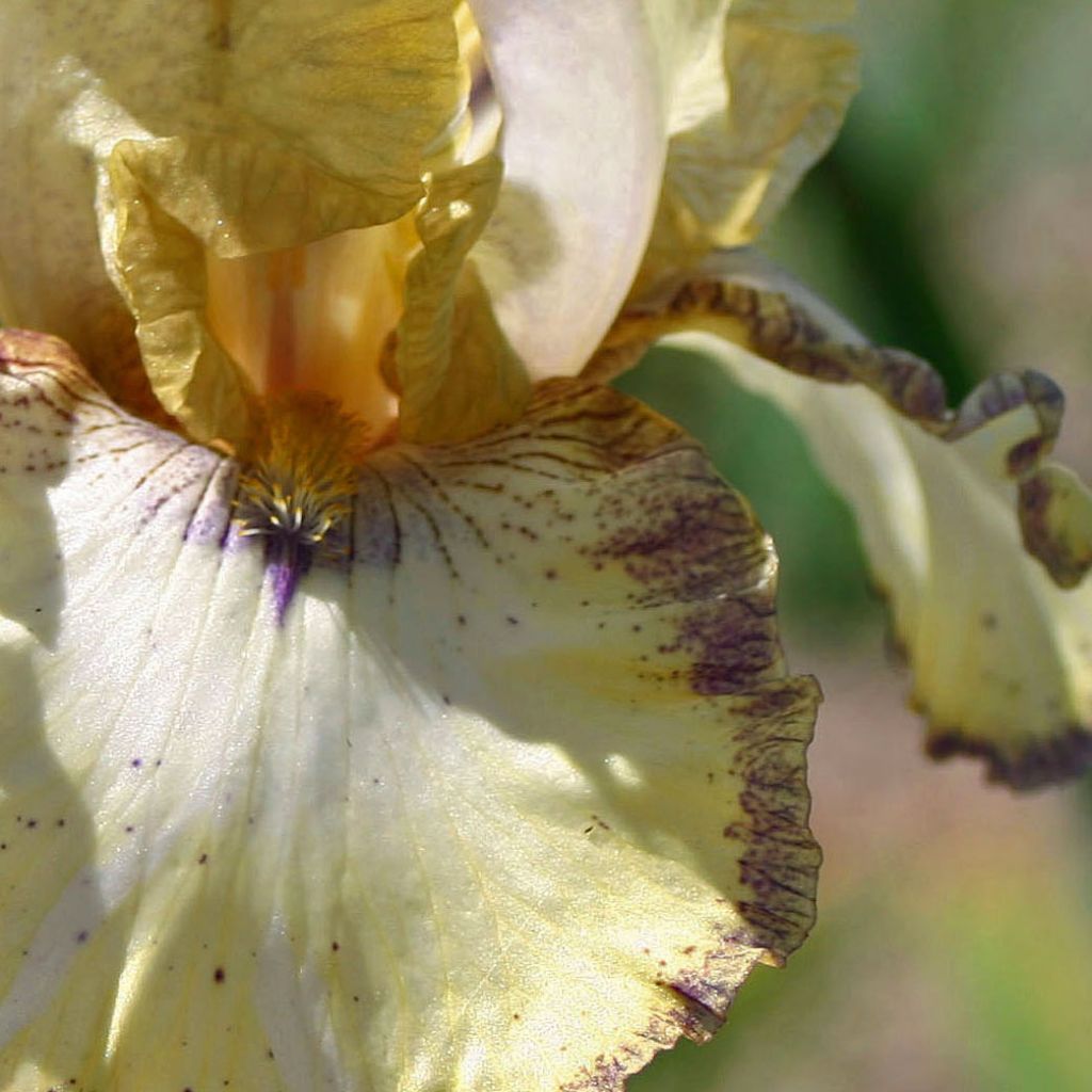 Iris germanica Ominous Stranger - Iris des Jardins