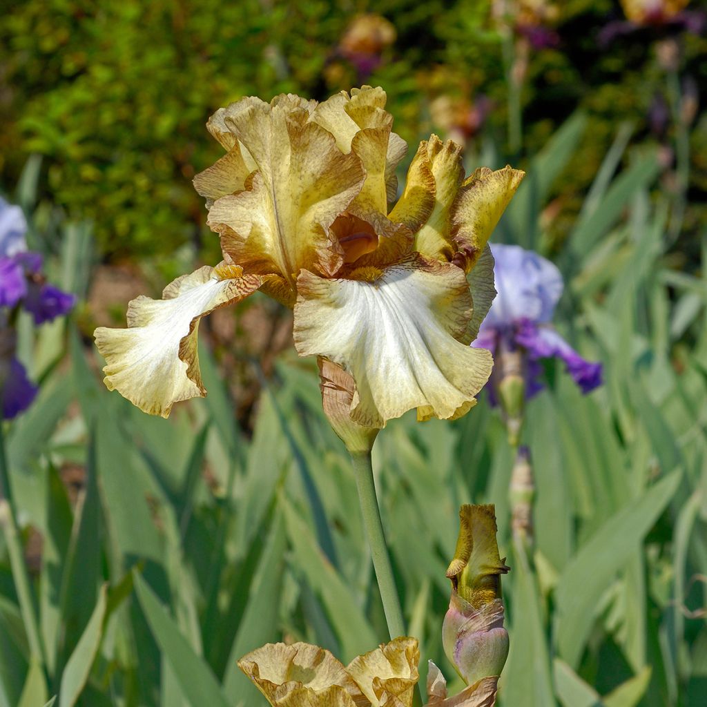 Iris germanica Patina - Iris des Jardins