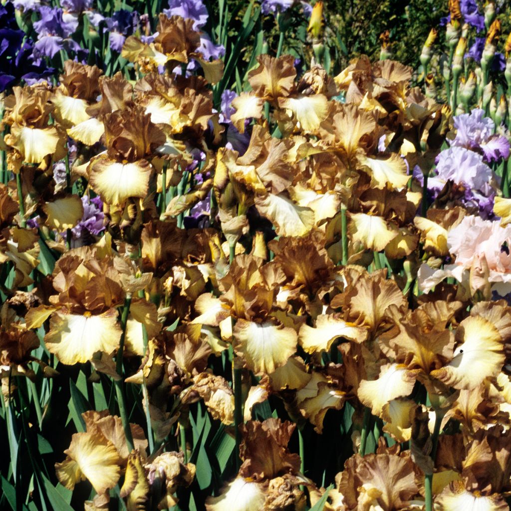 Iris germanica Patina - Iris des Jardins