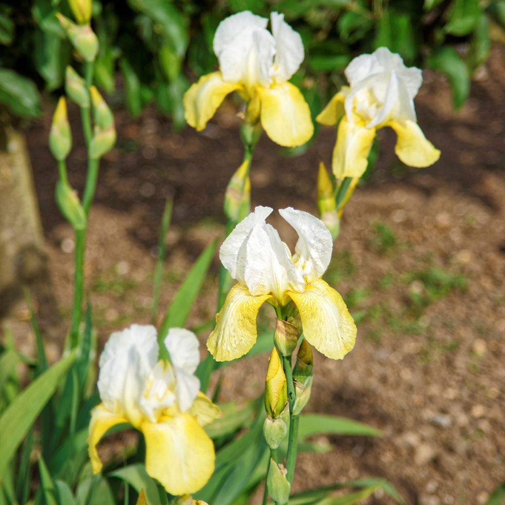 Iris germanica Pinnacle - Iris des Jardins