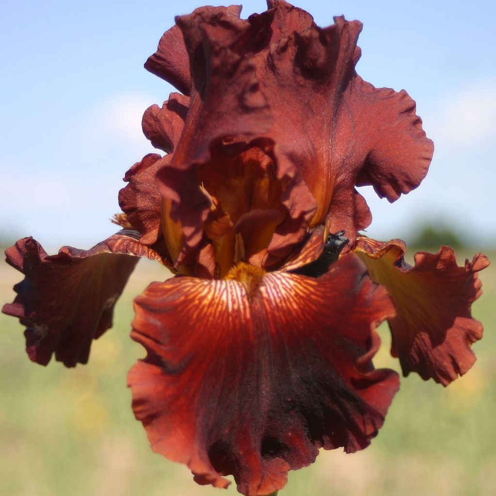 Iris germanica Play with Fire - Iris des Jardins.